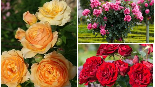 Будуть квіткувати як шалені: супер добрива для троянд та секрети догляду — сусіди будуть заздрити