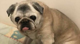 Померла найстаріша собака України