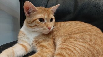 Суровые коты: смешно и пугающе, подборка фото