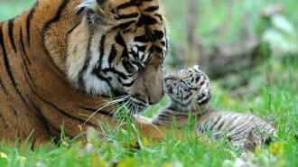 Тигрица учит тигренка плавать: фото