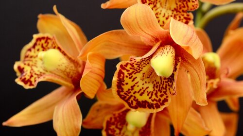 Орхидеи. Фото: Annette с сайта Pixabay