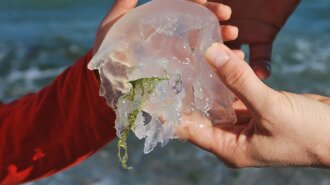 "Ніякого льоду і оцту": медики розповіли, що робити, якщо вжалила медуза
