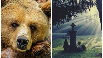В России голодные медведи разгуливают по кладбищам: местные жители в ужасе (ВИДЕО)