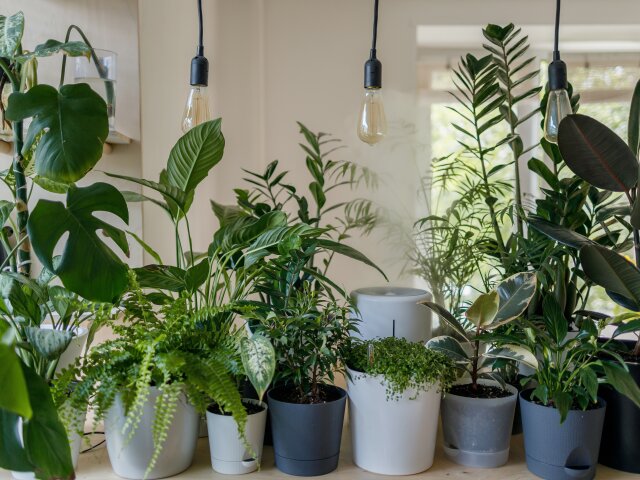 5 вещей, которые нужно сделать к холодам: подготовь комнатные растения к зимнему сезону