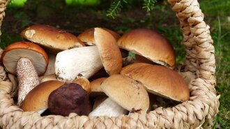 Обережно, гриби: як не постраждати на "тихому полюванні" та надати собі першу допомогу при отруєнні