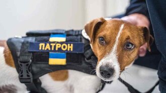 "Нелегкая собака": хозяин Патрона объяснил, почему не советует заводить эту породу