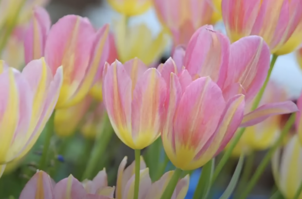 Тюльпани, скріншот із YouTube