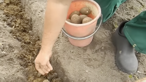 картошка, скриншот из YouTube