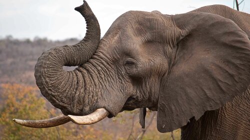 Почему азиатские слоны — самые заботливые животные в мире?