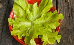 листья салата