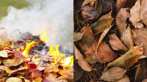 Що робити з опалим листям