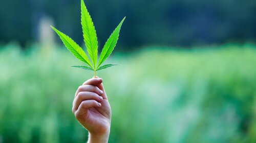 Legalizatsiya-marihuany