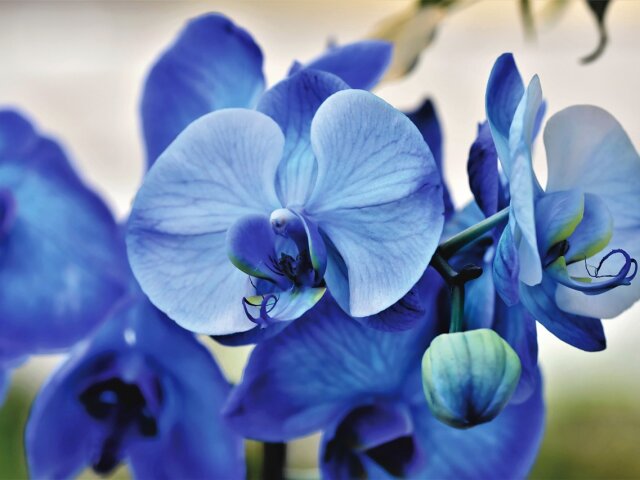 Орхидеи. Фото: Ralph с сайта Pixabay