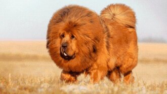 Как выглядит самая дорогая собака в мире: стоит 1,5 миллиона долларов (ФОТО)