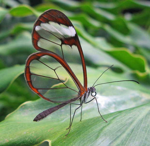Скляна метелик