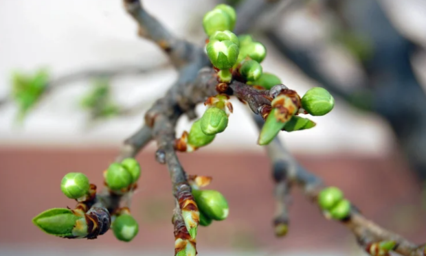 Весна, погода, изображение из свободных источников