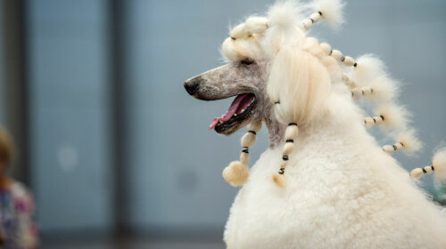 Фэшн у собак: самые изысканные и экстравагантные собачьи прически
