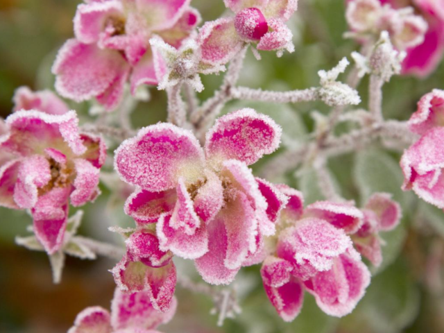Похолодання, весна, погода, зображення з вільних джерел