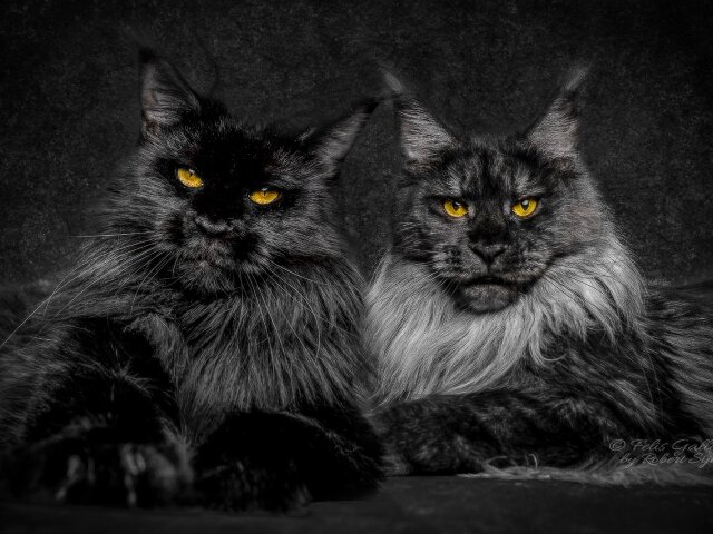 Породы Черных Котов Фото