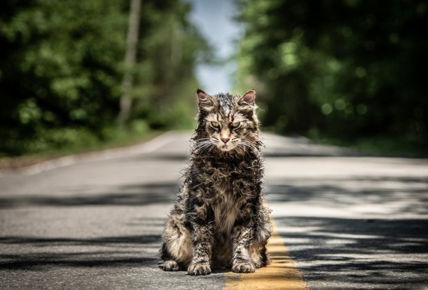 кот, Лео, кладбище домашних животных