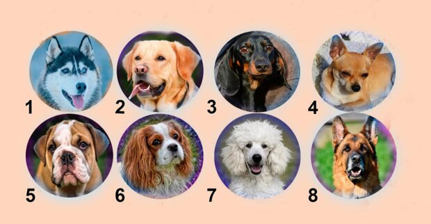 Тест на характер: яка собака тобі подобається?