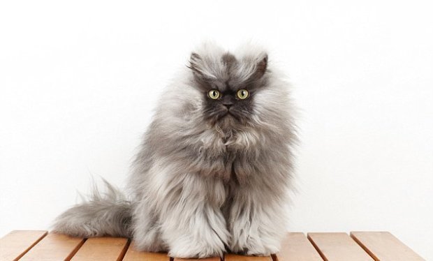 Полковник Мяу - самый пушистый кот в мире согласно Книге рекордов Гиннеса