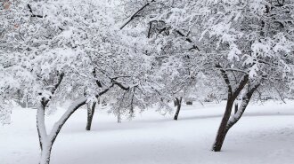 Зимовий сад. Фото: Yana із сайту Pixabay