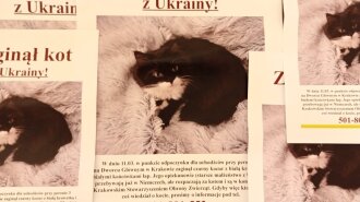 Польські волонтери врятували українську кішку: господиня проїхала за пухнастиком тисячу кілометрів (ФОТО)