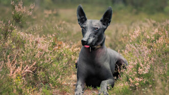 Лисі собаки: три рідкісні породи собак без шерсті