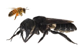 черная пчела