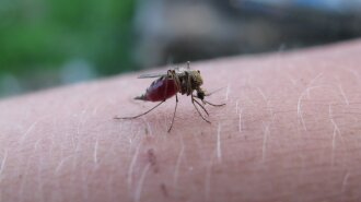 Могут ли укусы насекомых вызвать аллергию: ответ врача