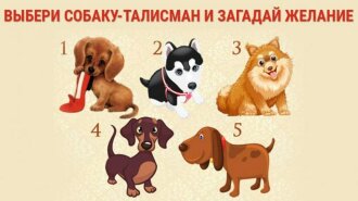 Тест-передбачення: загадай бажання, а собаки скажуть відповідь
