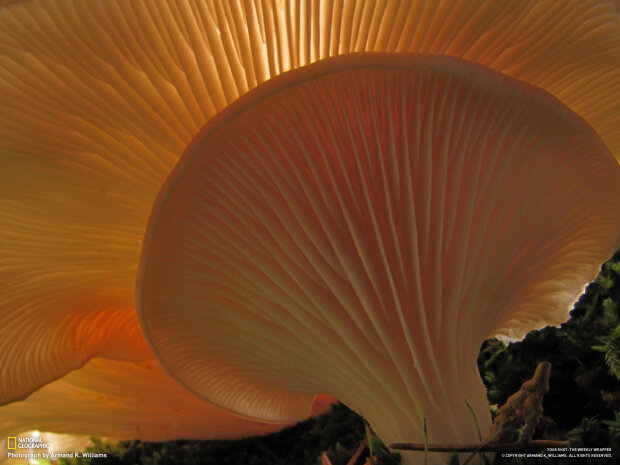 Самый большой белый гриб - 67 фото