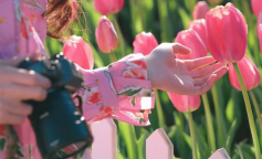 Гороскоп, тюльпани, зображення: Pinterest