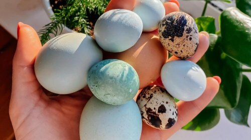 Как вылупливается перепеленок из редкого голубого яйца: видео уникального явления