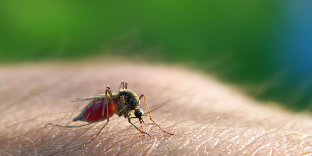 Новая эпидемия? В Украине зафиксирован случай малярии