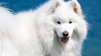 Білі собаки: рідкісні породи собак