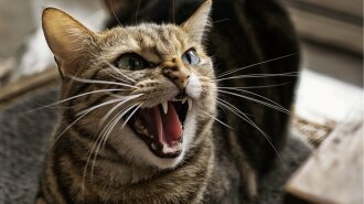 Агрессивные породы кошек, злые кошки