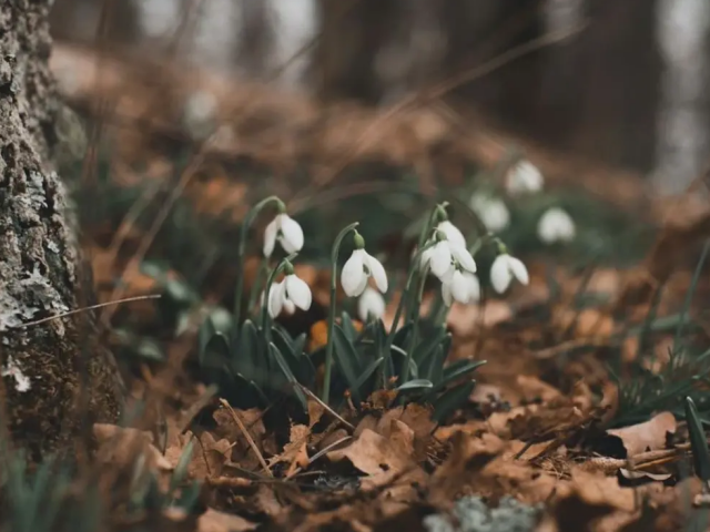 Весна, погода, зображення з вільних джерел
