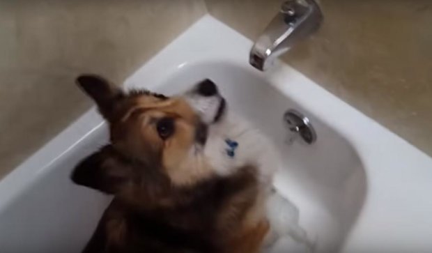YouTube покорила собака-любительница душа (видео)