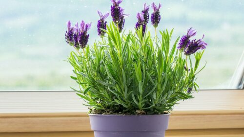 7 комнатных растений для здорового сна: очищают воздух и украшают спальню