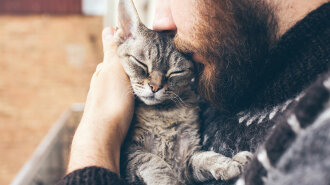 Как кошки могут любить человека: фото