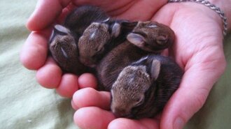 Вони вкрадуть сердечко будь-якого: добірка кроликів-малюків, які тільки з'явилися на світ (ФОТО)