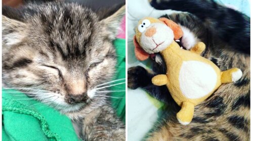 Из "гадкого утенка" в красавца: как изменилась жизнь котенка после того, как он нашел семью