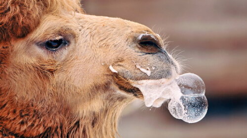 Американка вкусила верблюда за геніталії: цей інцидент здивував навіть поліцейських