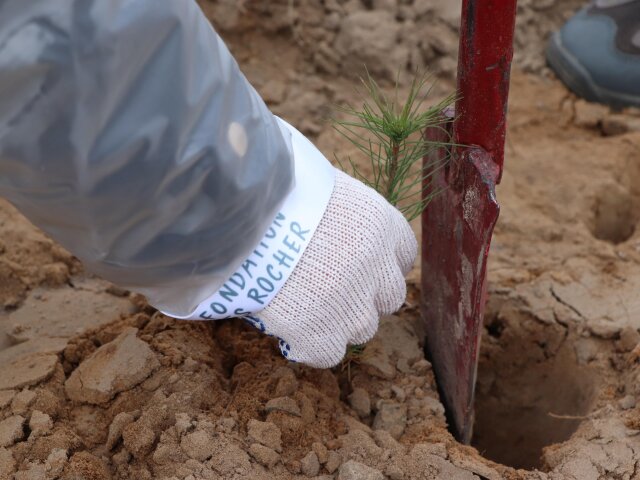 Фонд Yves Rocher в 2021 році висадив ще 100 тисяч дерев в Україні
