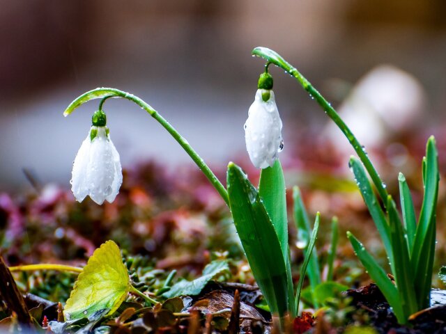 Nature___Seasons___Spring_Snowdrops_in_spring_066202_