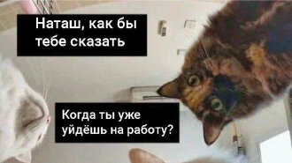 "Иди уже на работу, Наташа!: котики намекают хозяевам, что они засиделись на карантине (ФОТО, ВИДЕО)
