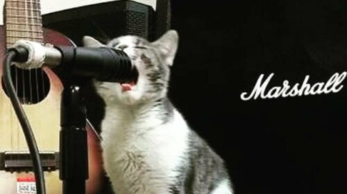 Браво, вусаті: найталановитіші котики мережі (ФОТО, Відео)