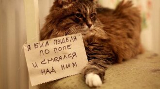 Усатые преступники: ТОП-10 смешных котиков, которые провинились и признали свою вину... ну почти (ФОТО)
